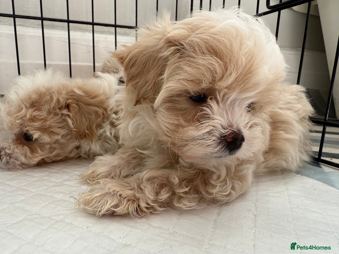 Maltipoo dogs for sale: F1 litter of 5 Maltipoo girls  - Image 4