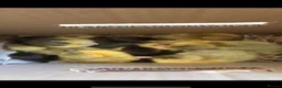 Ducks poultry for sale: Muscovy  - Advert 3