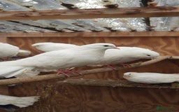 Pigeons birds for sale: Fantails and Iranian pigeons  - Advert 14