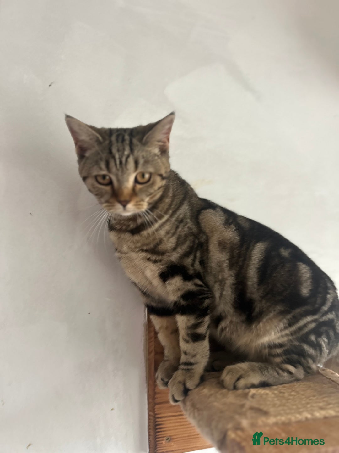 Scottish Fold cats for sale: Kittens Ready for Their Forever Homes - Advert 36