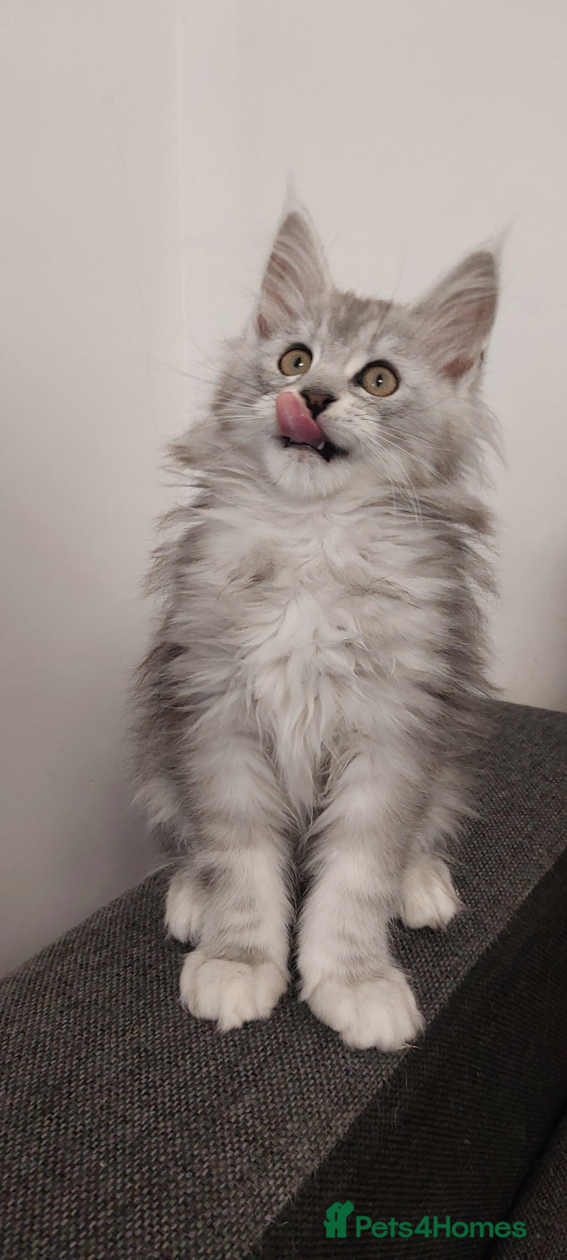 Maine Coon cats TICA REGISTERED DNA CLEAR MAINE Coons 🐈🐈🐈 - Advert 5