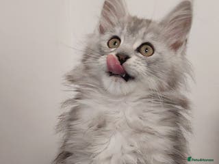 Maine Coon cats TICA REGISTERED DNA CLEAR MAINE Coons 🐈🐈🐈 - Advert 5