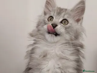 Maine Coon cats TICA REGISTERED DNA CLEAR MAINE Coons 🐈🐈🐈 - Advert 7