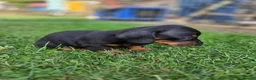Miniature Dachshund dogs for sale: Kc reg, health tested,miniature dachshund puppies  - Advert 9