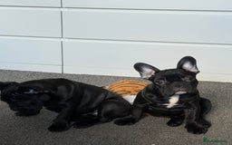 French Bulldog dogs for sale: French Bulldog Puppies 3 Months Old Girl and Boy  - Image 12