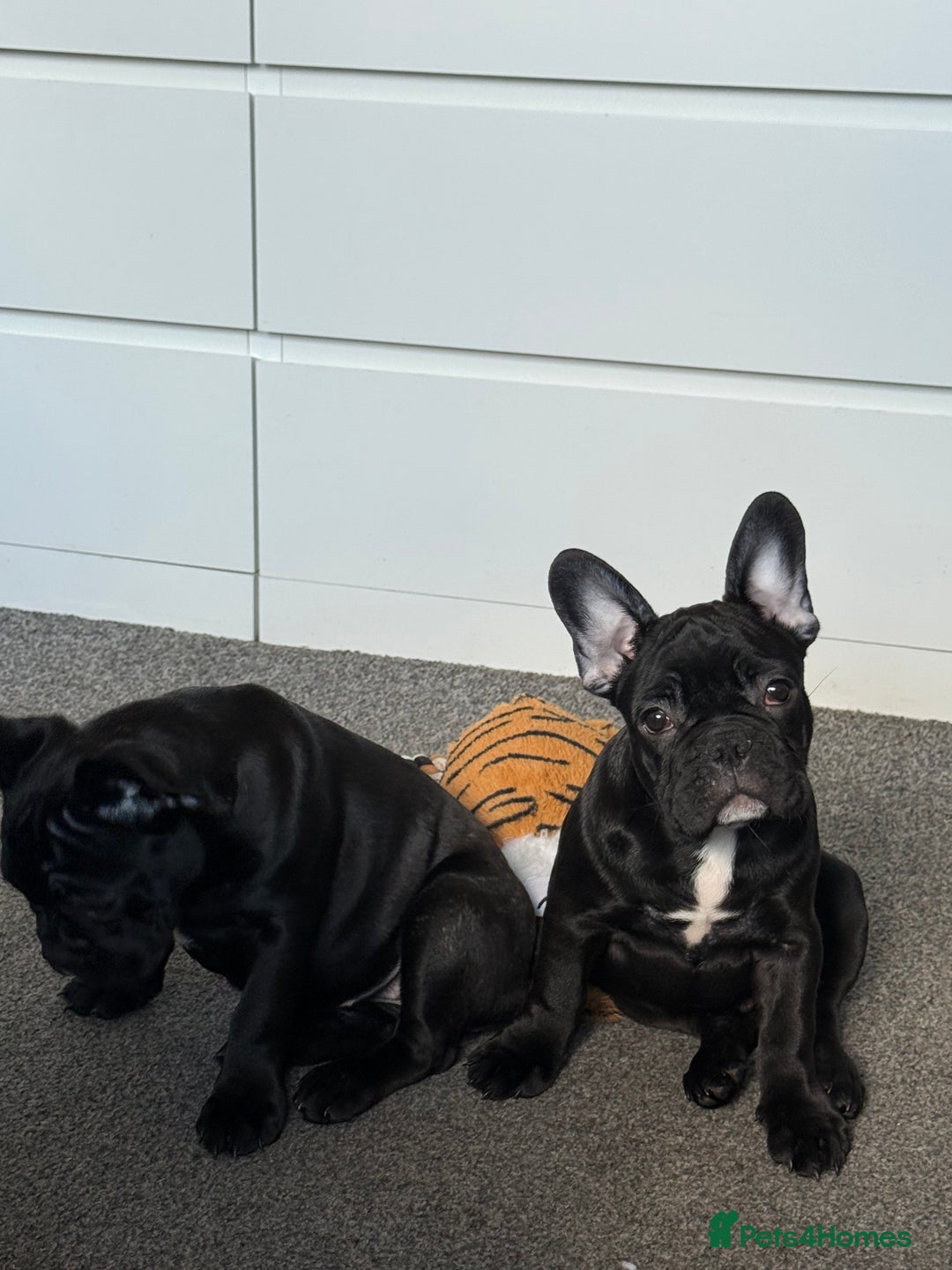 French Bulldog dogs for sale: French Bulldog Puppies 3 Months Old Girl and Boy  - Image 12