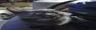 Black Male