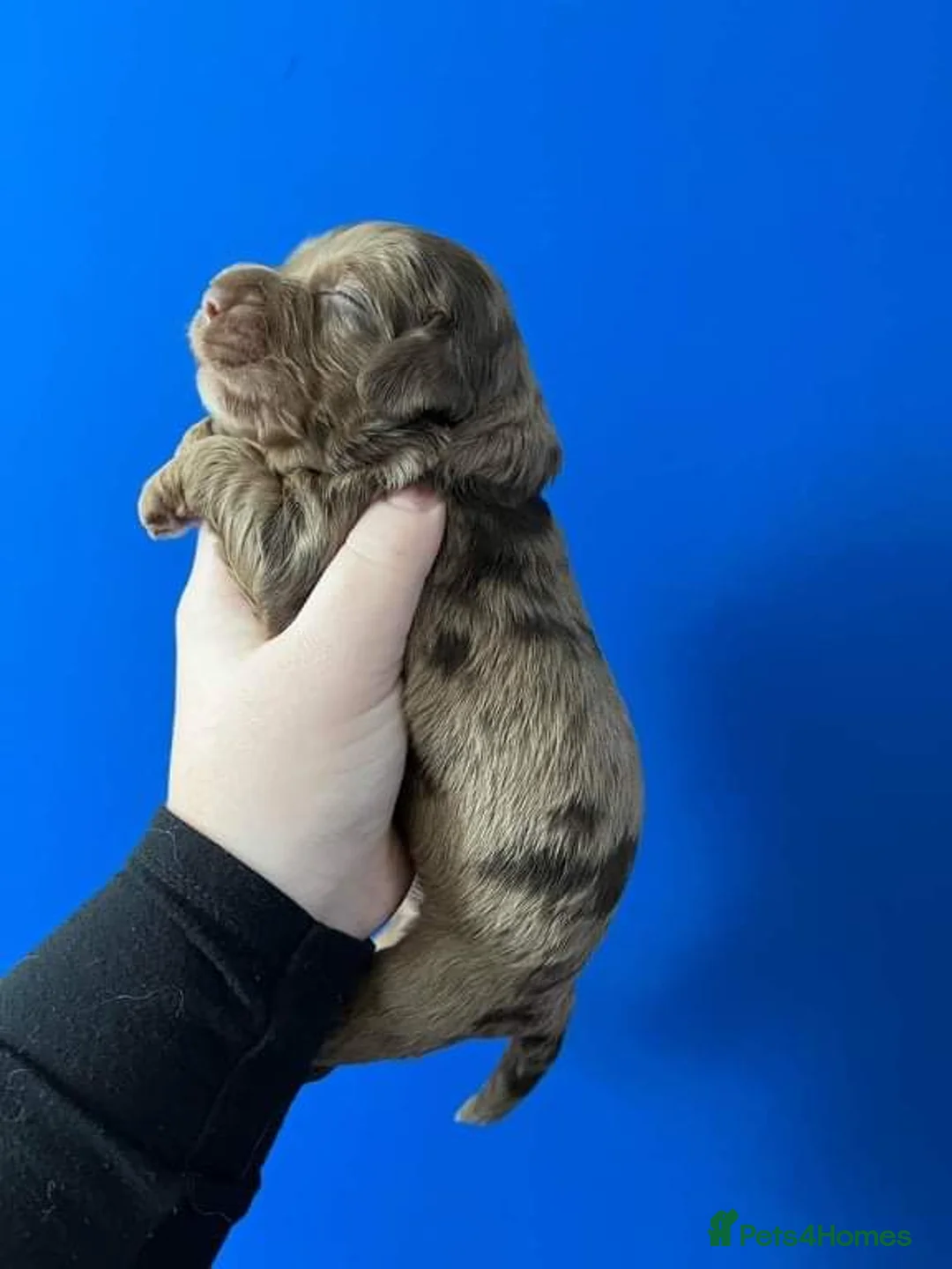 Poodle dogs for stud: Rare Blue Merle Phantom Poodle in Consett - Advert 5