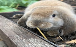 French Lop rabbits for sale: Litter of Giant French Lop Bunnies 🩵🩷 - Advert 12