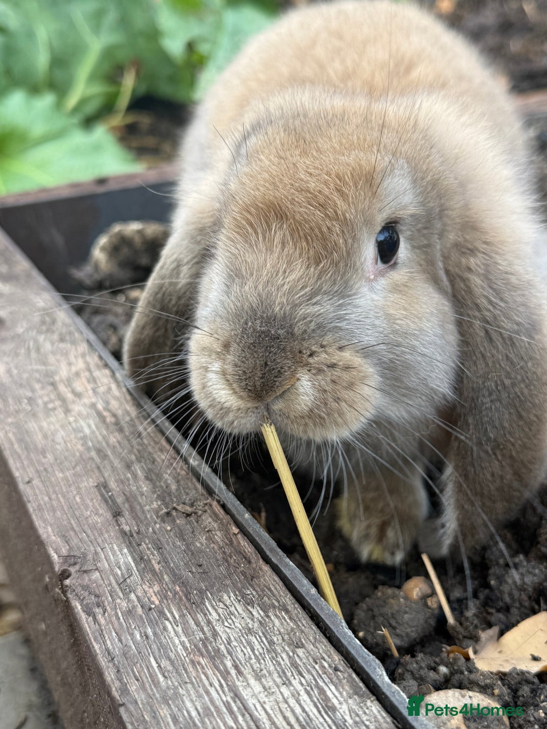 French Lop rabbits for sale: Litter of Giant French Lop Bunnies 🩵🩷 - Advert 12