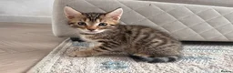 Bengal cats for sale: Bengal x  - Advert 5