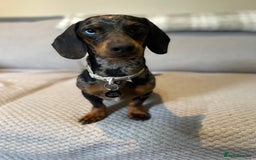 Dachshund dogs for sale: 2 year old dachshund  - Image 1