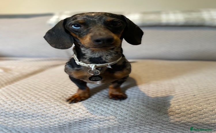 Dachshund dogs - Advert 1