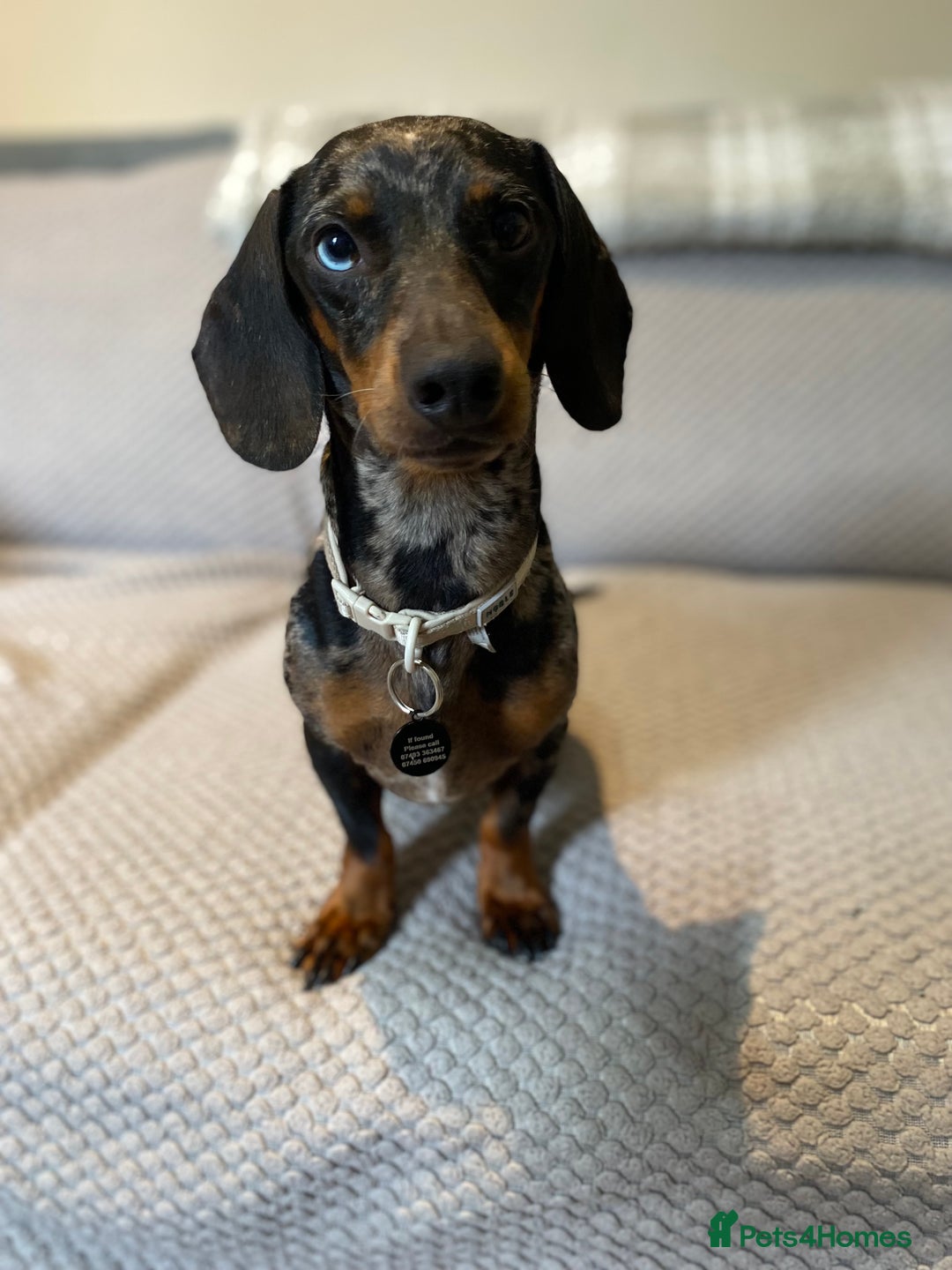 Dachshund dogs for sale: 2 year old dachshund  - Image 1