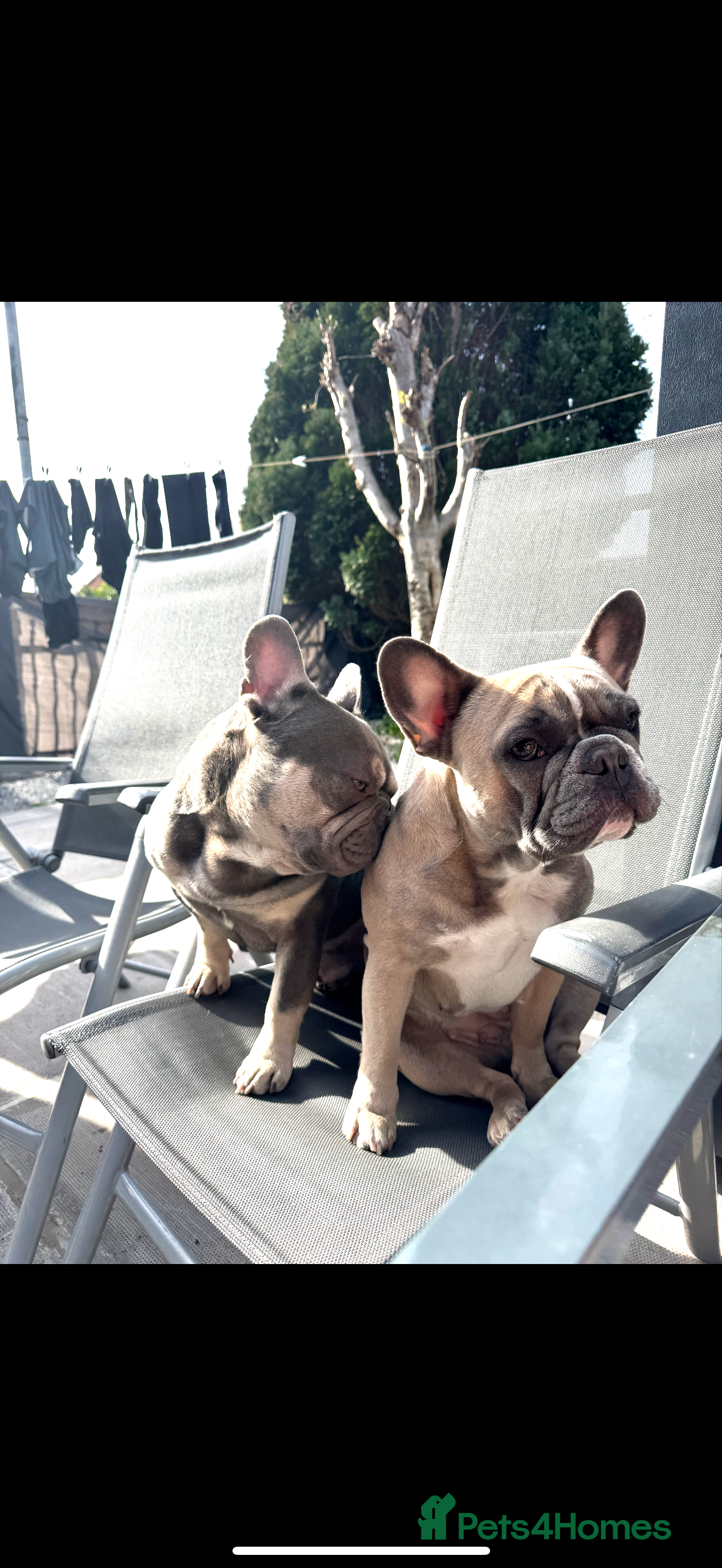 French Bulldog dogs Male and female French bulldogs - Advert 15