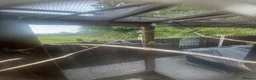 Budgerigars birds for sale: Budgies Blackface Blackwing - Advert 5