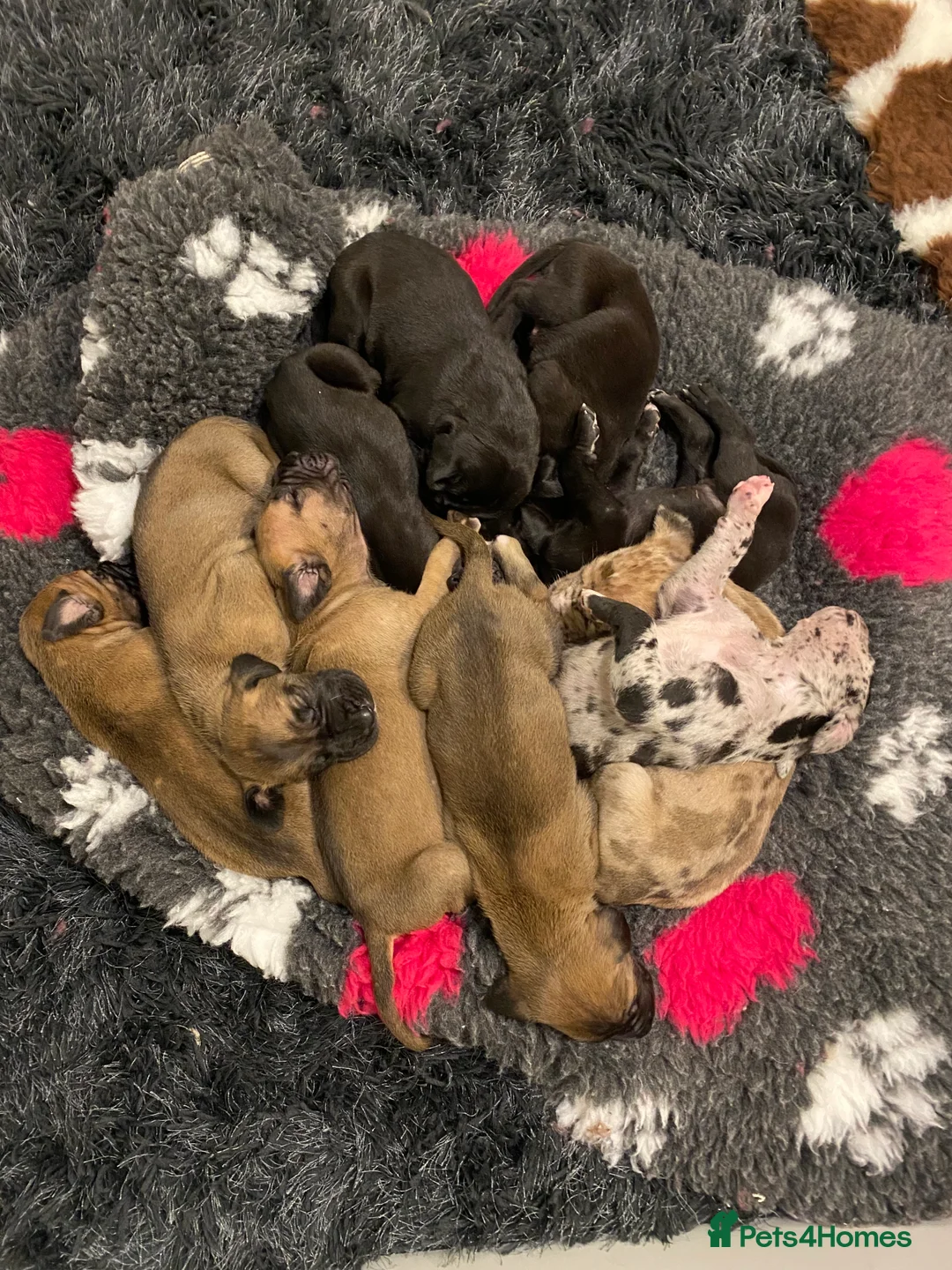 Great Dane dogs for sale: Beautiful kc reg Great Dane puppies - Advert 11