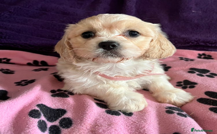 Cavachon dogs - Advert 4