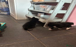 Mixed Breed cats for sale: Kittens for sale - Image 3