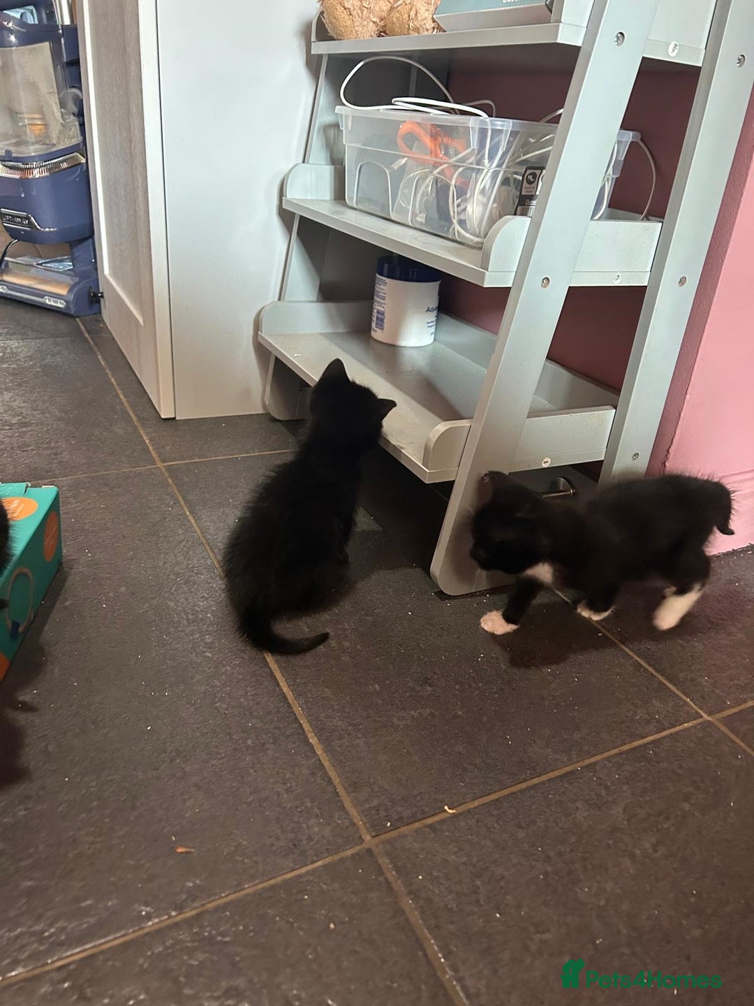 Mixed Breed cats for sale: Kittens for sale - Image 3