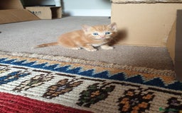 Mixed Breed cats for sale: Adorably beautiful kitten - Image 16