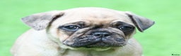 Frug dogs for sale: Frug puppies - Advert 2