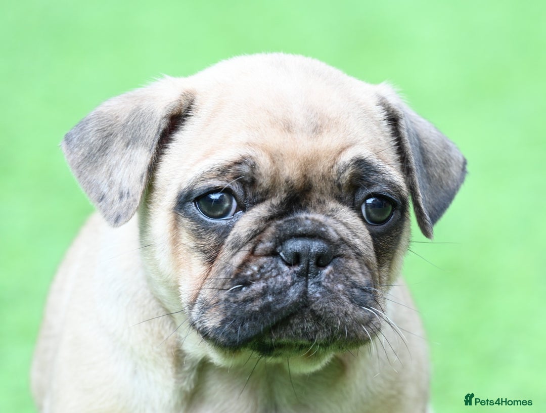 Frug dogs for sale: Frug puppies - Advert 2