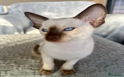 Siamese cats for sale: Siamese Oriental kittens superb pedigree GCCF  - Image 16