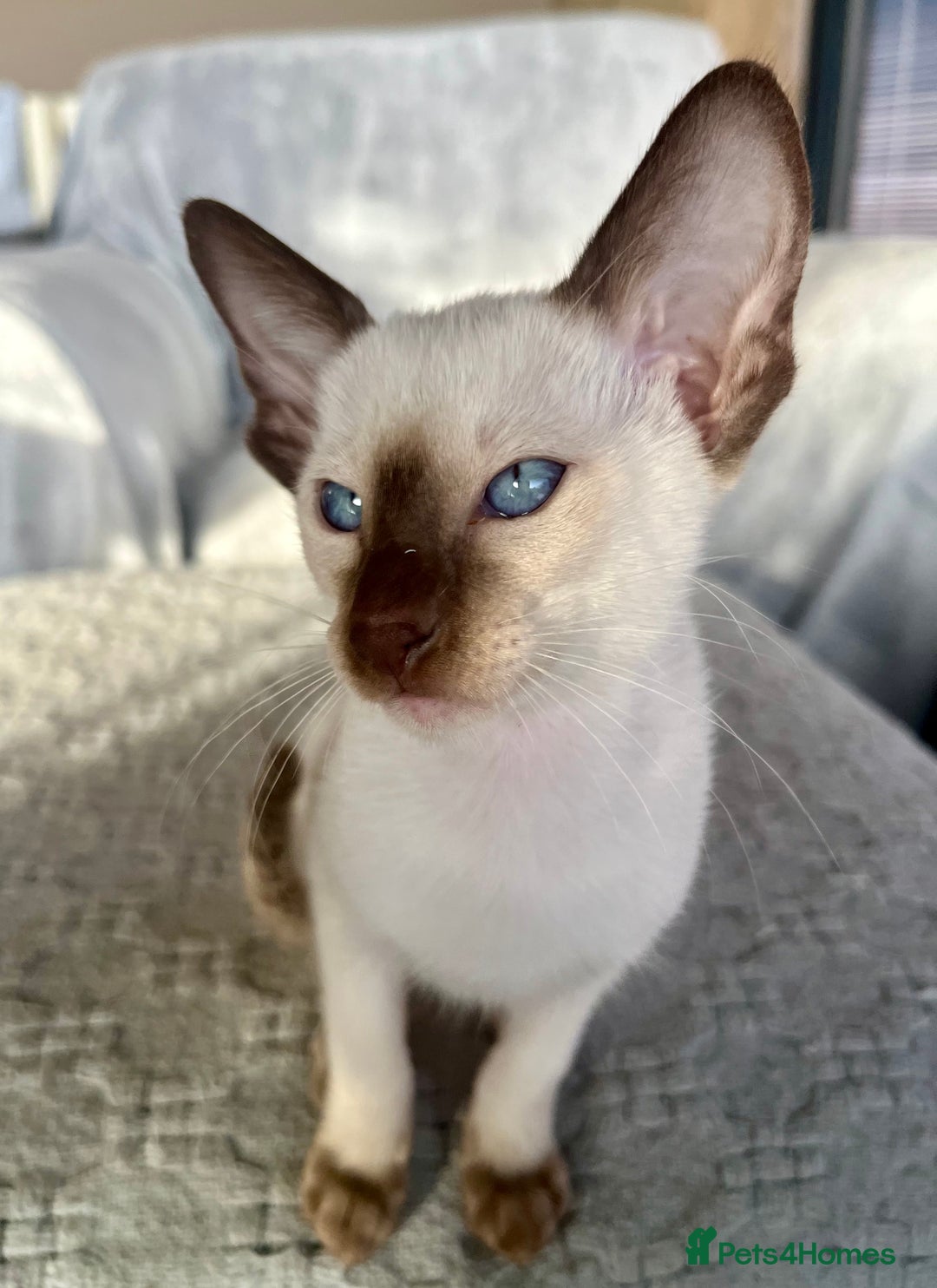 Siamese cats for sale: Siamese Oriental kittens superb pedigree GCCF  - Image 16