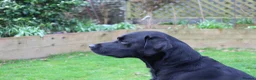 Labrador Retriever dogs for stud: Fallowpark Dark Grove Stud dog in Launceston - Advert 5