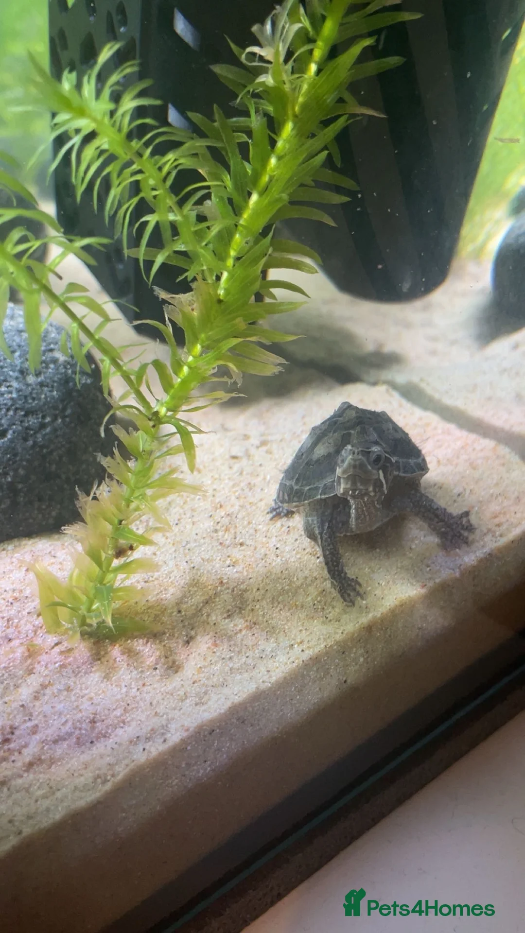 Turtle reptiles for sale: Baby musk turtle for sale - Advert 3