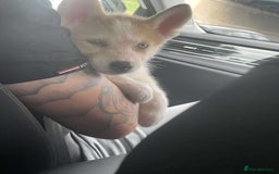 Siberian Husky dogs for sale: Female husky pup READY NOW  - Image 2