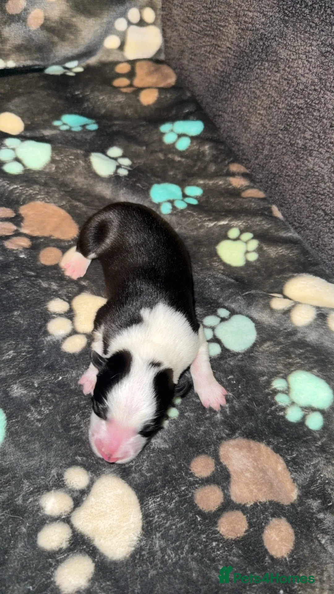 Border Collie dogs for sale: Border Collie Puppies For Sale - Advert 5