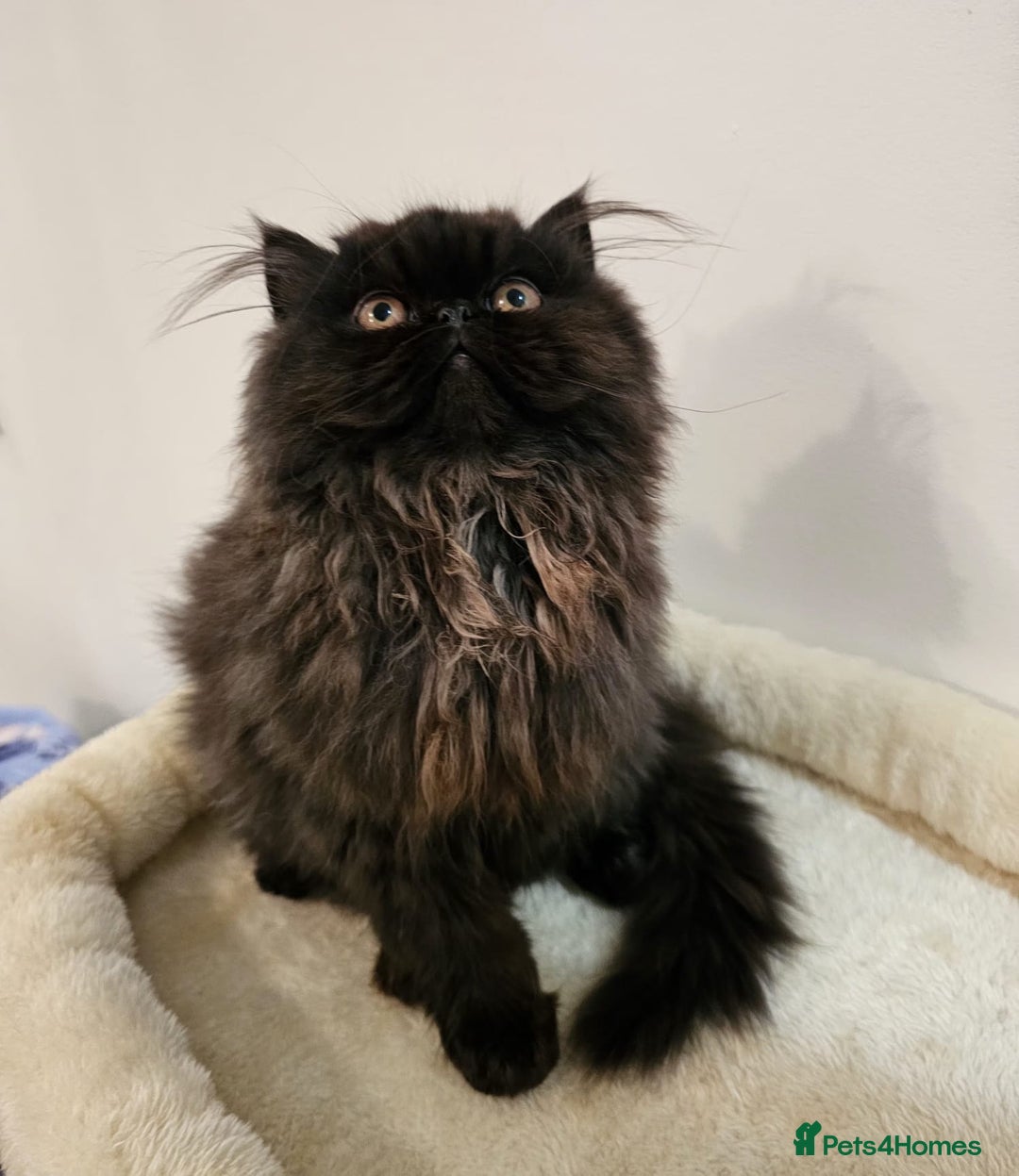 Persian cats for sale: Stunning Persian girl  - Advert 24