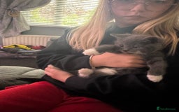 Mixed Breed cats for sale: Grey male kitten - Image 3
