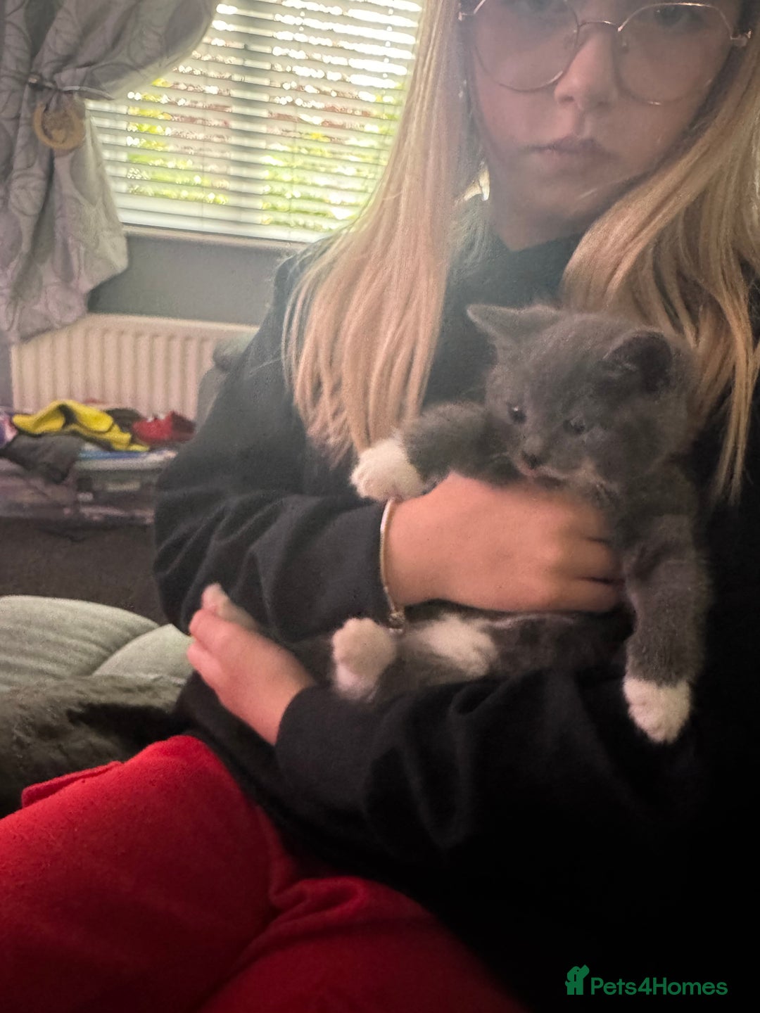 Mixed Breed cats for sale: Grey male kitten - Image 3