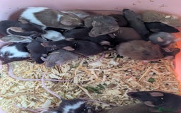 Mouse rodents for sale: Beautiful juvenile mice  - Image 4