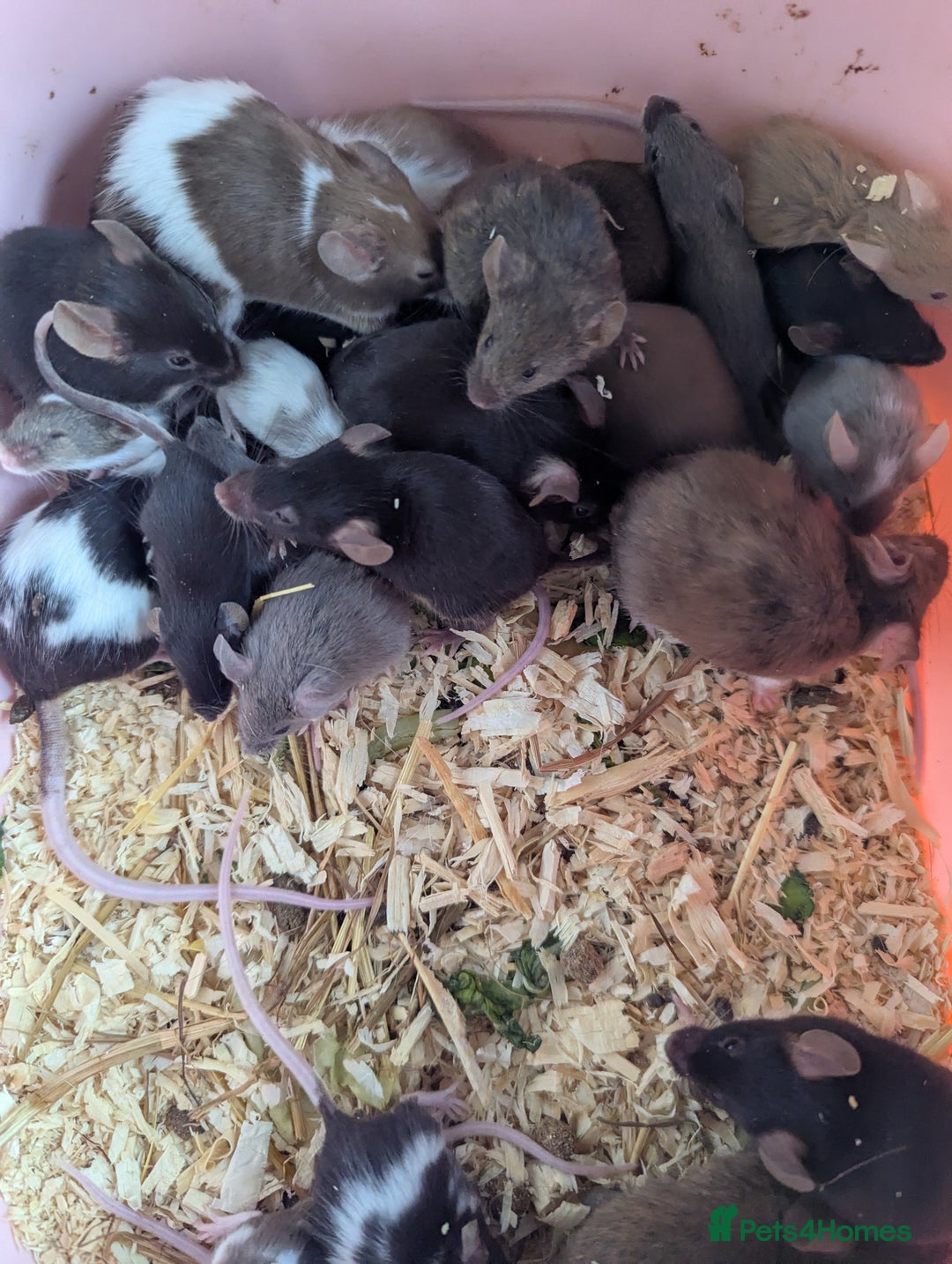 Mouse rodents for sale: Beautiful juvenile mice  - Image 4