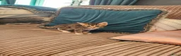 Bengal cats for sale: Begal cross kittens  - Advert 33