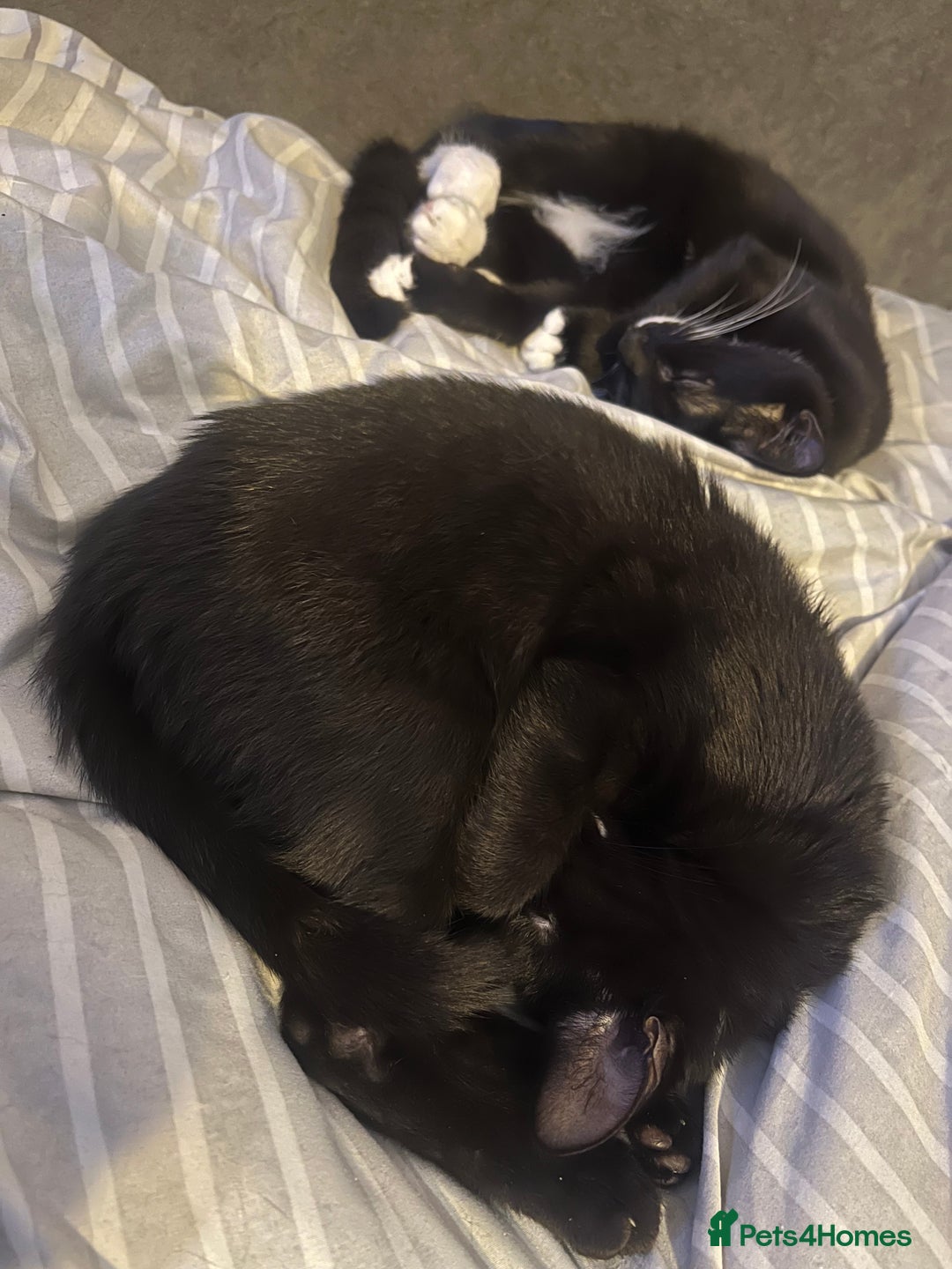 Bombay cats for sale: Bombay Girl Kittens Looking for Loving Homes  - Advert 3