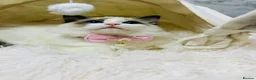Ragdoll cats for sale:  🌸 GCCF/TICA Registered Pedigree Ragdoll Kittens  - Advert 21