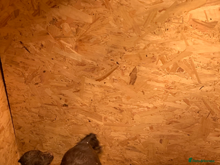 Cocker Spaniel dogs Cocker spaniel pups - Advert 1