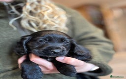 Cocker Spaniel dogs for sale: Gorgeous KC Cockers with blue roan features - Image 16
