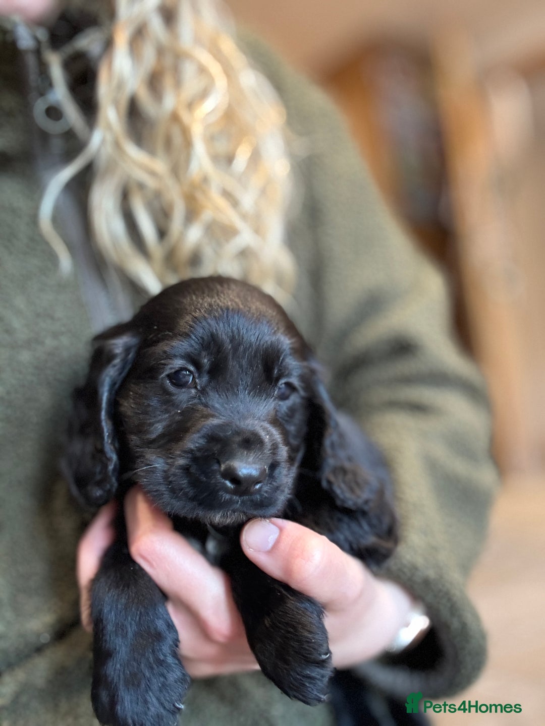 Cocker Spaniel dogs for sale: Gorgeous KC Cockers with blue roan features - Image 16