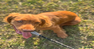 Cocker Spaniel dogs - Advert 14