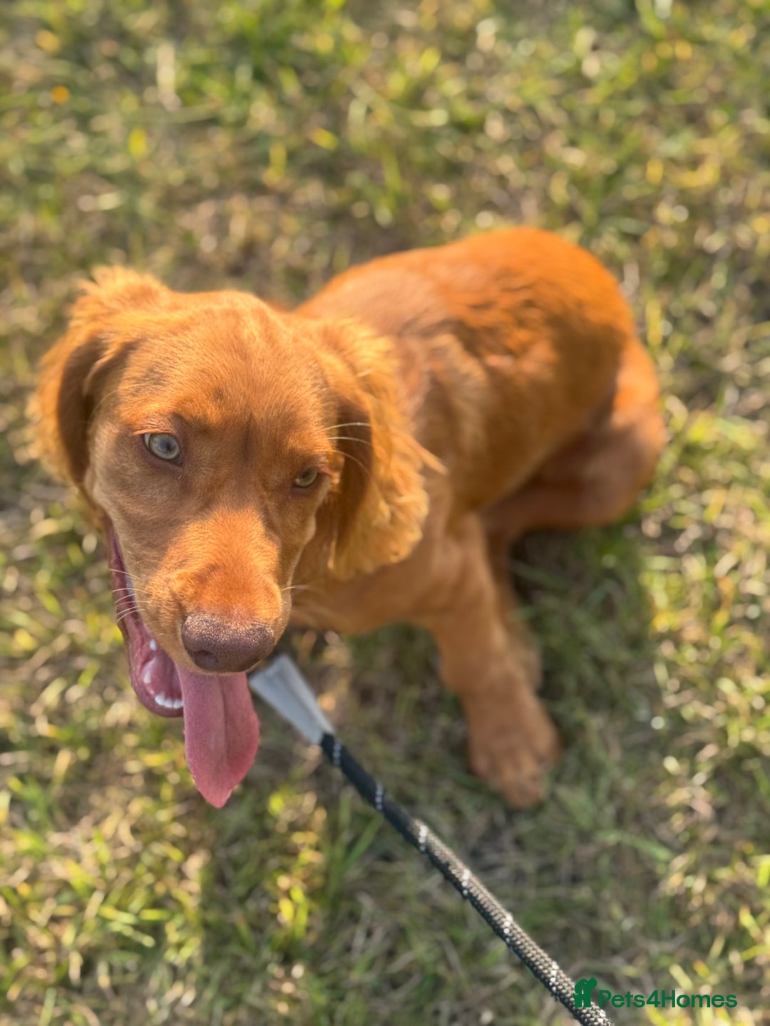 Cocker Spaniel dogs for sale: Stunning Cocker Spaniel KC Male 5 months old  - Image 2