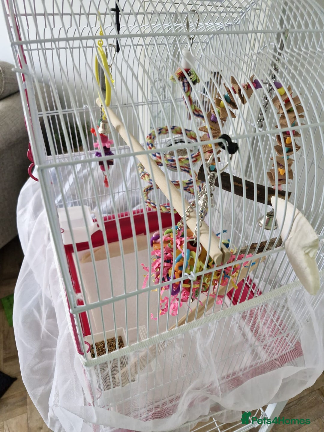 Budgerigars birds for sale: Violet Opaline Budgie - Image 5