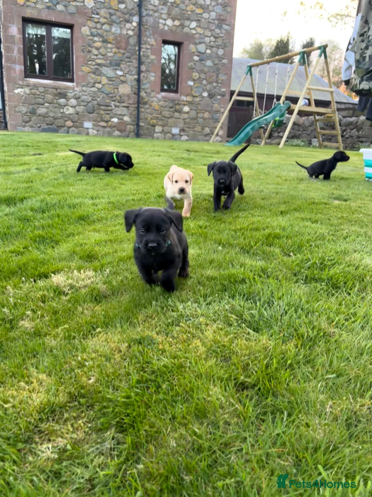 Cockerdor dogs Labrador X Cocker Spaniel Puppies - Advert 1