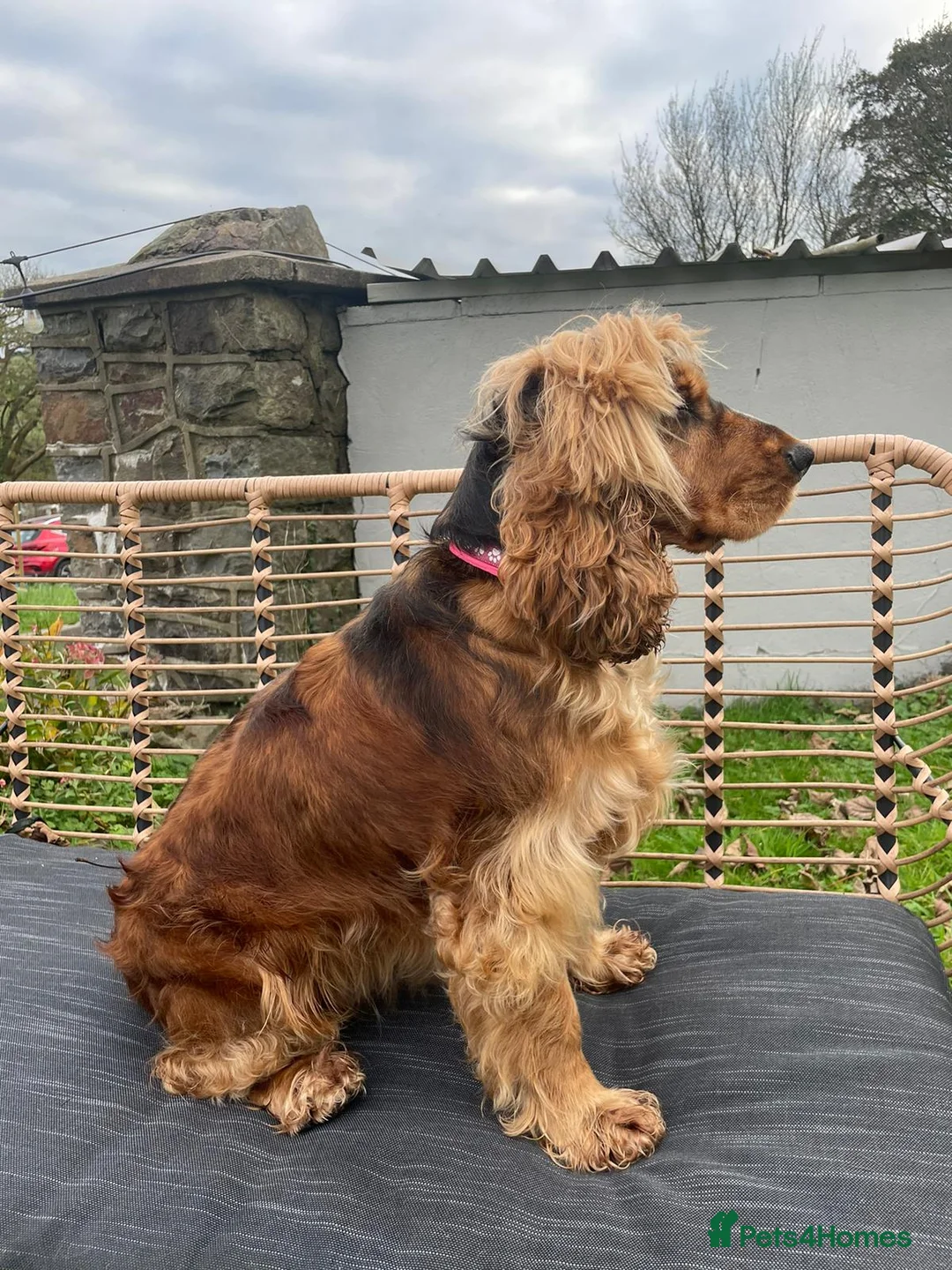 Cocker Spaniel dogs for sale: Adult girls looking for a forever home.  - Advert 6