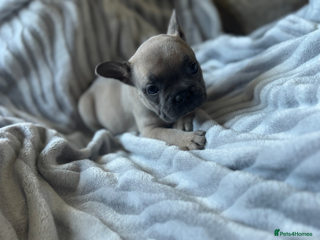 French Bulldog dogs for sale: French bulldog puppies - Image 12